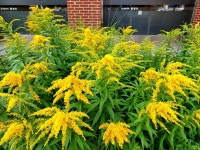 사조오양 사조 숯불구이맛소시지 1kg [8개] - 에누리 가격비교