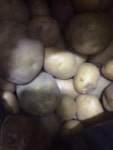 G마켓 - 녹차수도보성 회천 수미감자 5kg중사이즈(골프공크기) 기타 감자 ￦6,900
