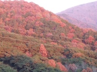 밀레펫 감마루스 [110g] - 에누리 가격비교