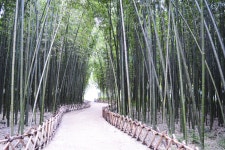 별별여행 > 태화강십리대밭 | 별별시장&별별여행 ┃ 여행문화의 새로운 트렌드를 만들다 별별여행 > 태화강십리대밭