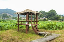 별별여행 > 내동마을연꽃단지 | 별별시장&별별여행 ┃ 여행문화의 새로운 트렌드를 만들다 별별여행 > 내동마을연꽃단지