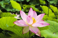 별별여행 > 내동마을연꽃단지 | 별별시장&별별여행 ┃ 여행문화의 새로운 트렌드를 만들다 별별여행 > 내동마을연꽃단지