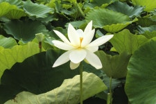 별별여행 > 내동마을연꽃단지 | 별별시장&별별여행 ┃ 여행문화의 새로운 트렌드를 만들다 별별여행 > 내동마을연꽃단지