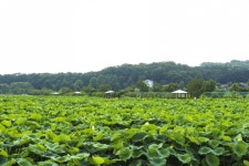 별별여행 > 내동마을연꽃단지 | 별별시장&별별여행 ┃ 여행문화의 새로운 트렌드를 만들다 별별여행 > 내동마을연꽃단지