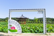 별별여행 > 함안연꽃테마파크 | 별별시장&별별여행 ┃ 여행문화의 새로운 트렌드를 만들다 별별여행 > 함안연꽃테마파크