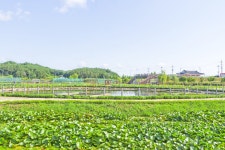 별별여행 > 함안연꽃테마파크 | 별별시장&별별여행 ┃ 여행문화의 새로운 트렌드를 만들다 별별여행 > 함안연꽃테마파크