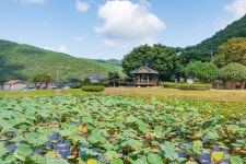 별별여행 > 상리연꽃공원 | 별별시장&별별여행 ┃ 여행문화의 새로운 트렌드를 만들다 별별여행 > 상리연꽃공원