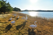 별별여행 > 송지호관망타워 | 별별시장&별별여행 ┃ 여행문화의 새로운 트렌드를 만들다 별별여행 > 송지호관망타워