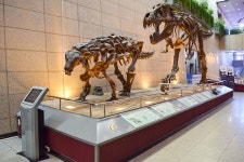 별별여행 > 지질박물관 | 별별시장&별별여행 ┃ 여행문화의 새로운 트렌드를 만들다 별별여행 > 지질박물관