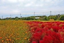 별별여행 > 오정대공원 | 별별시장&별별여행 ┃ 여행문화의 새로운 트렌드를 만들다 별별여행 > 오정대공원
