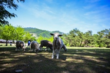 별별여행 > 해피초원목장 | 별별시장&별별여행 ┃ 여행문화의 새로운 트렌드를 만들다 별별여행 > 해피초원목장