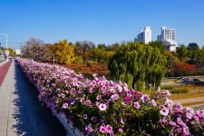 별별여행 > 꽃보라동산 | 별별시장&별별여행 ┃ 여행문화의 새로운 트렌드를 만들다 별별여행 > 꽃보라동산