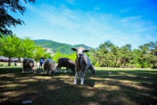 별별여행 > 해피초원목장 | 별별시장&별별여행 ┃ 여행문화의 새로운 트렌드를 만들다 별별여행 > 해피초원목장