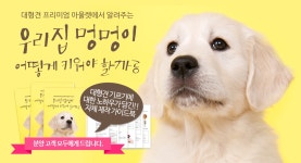 [도그짱 강아지 분양] 정말 귀여운 라브라도 리트리버 분양합니다!! ♠분양가 할인 이벤트＆애견 용품 선물♠100%안심분양♠