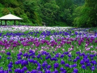 Flower 꽃밭에서 이렇게 좋은날에 그님이 오신다면 얼마나 좋을까?... - F1드론요트 꽃나비 열매 - 에프원드론(항공)요트학교 Flower 꽃밭에서... 