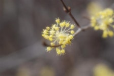 산행기 - 매화꽃놀이 타령으로 하루가[구례 오산]