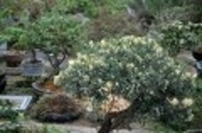 산행기 - 근교산책 --- 다산유적지 두물머리 석장원과 세미원