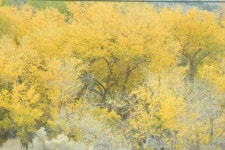 서니베일 체리 과수원길