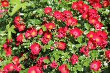 50년 늦어진 고교 졸업여행: 제2일 통영, 미륵산, 장사도, 한산도