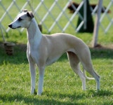 가장 빠른 동시에 온화하고 쾌활한 휘핏(Whippet)