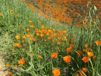 Walker Canyon인근 Poppy꽃단지 Trail (Lake Elsinore.CA)3/9.sat/2019
