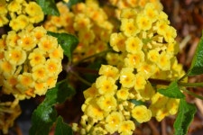 보고 담고 나누는 미국 라이프, J블로그 Koreadaily JBlog in US