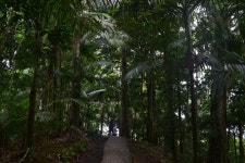 푸에르토리코 - El Yunque National Forest