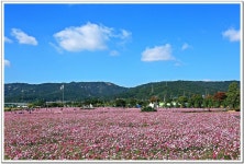 가을은 참 예쁩니다, 10월의 꽃 코스모스의 향기에 취해 보세요  
