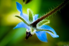 Southcoast Botanic 에서