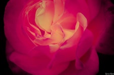 Southcoast Botanic 에서