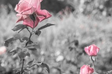 Southcoast Botanic 에서