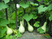 세계 7 대 경관 - 제주도