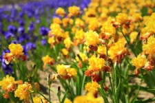 아이리스 농장에서 무지개빛 아름다움에 취해..