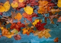 낙엽 - 시 구르몽(Gourmont)