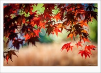 ★ 꿈꾸는 세상 ★