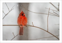 ★ 꿈꾸는 세상 ★