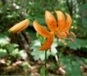 산행기 - ★화악산★ 중복날 추위를 느낀 경기도 대장산의 확트인 조망과 야생화