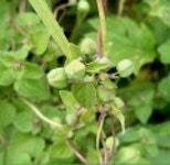 산행기 - ★화악산★ 중복날 추위를 느낀 경기도 대장산의 확트인 조망과 야생화