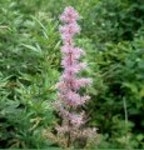 산행기 - ★화악산★ 중복날 추위를 느낀 경기도 대장산의 확트인 조망과 야생화