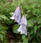 산행기 - ★화악산★ 중복날 추위를 느낀 경기도 대장산의 확트인 조망과 야생화