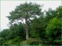 산행기 - ★화악산★ 중복날 추위를 느낀 경기도 대장산의 확트인 조망과 야생화