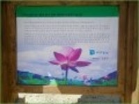 산행기 - [세미원.양평 청계산1] 아직 연꽃이 많이피어있는 세미원을 들린후 청계산으로
