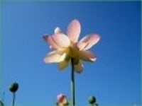 산행기 - [세미원.양평 청계산1] 아직 연꽃이 많이피어있는 세미원을 들린후 청계산으로