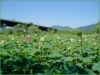 산행기 - [세미원.양평 청계산1] 아직 연꽃이 많이피어있는 세미원을 들린후 청계산으로