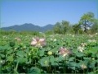 산행기 - [세미원.양평 청계산1] 아직 연꽃이 많이피어있는 세미원을 들린후 청계산으로
