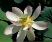 산행기 - [세미원.양평 청계산1] 아직 연꽃이 많이피어있는 세미원을 들린후 청계산으로
