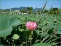 산행기 - [세미원.양평 청계산1] 아직 연꽃이 많이피어있는 세미원을 들린후 청계산으로