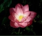 산행기 - [세미원.양평 청계산1] 아직 연꽃이 많이피어있는 세미원을 들린후 청계산으로