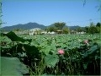 산행기 - [세미원.양평 청계산1] 아직 연꽃이 많이피어있는 세미원을 들린후 청계산으로