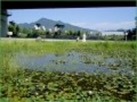 산행기 - [세미원.양평 청계산1] 아직 연꽃이 많이피어있는 세미원을 들린후 청계산으로